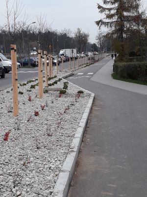 W bezpośrednim sąsiedztwie ścieżki rowerowej przy ul. Wojska Polskiego posadzono drzewa i krzewy.