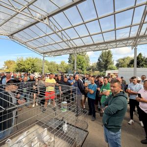Grupa kilkudziesięciu mężczyzn patrzących na gołębie w klatce.