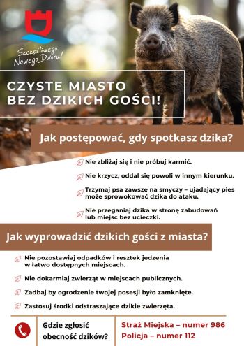 dzik, poniżej informacja jak się zachować