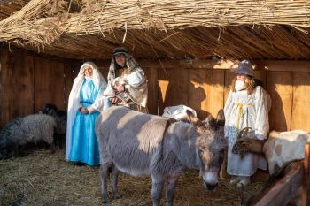 żywa szopka ze zwierzętami