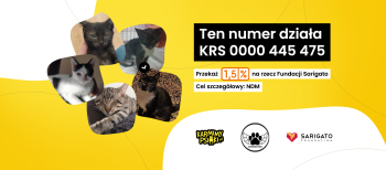 zdjęcie kotów, napisy o przekazaniu podatku