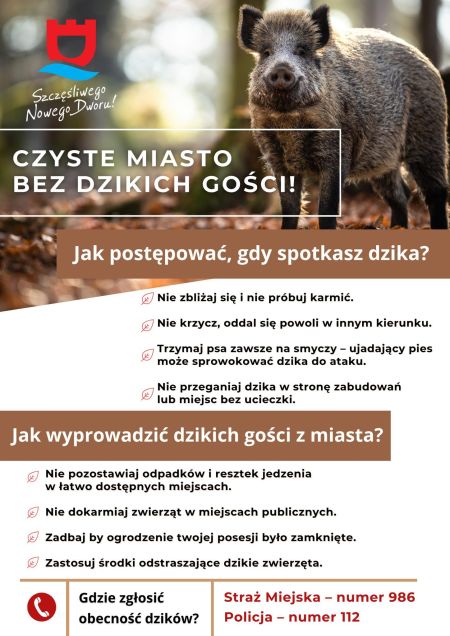 jak postępować gdy spotkasz dzika
