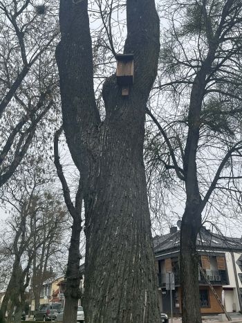 budka lęgowa wisząca na drzewie