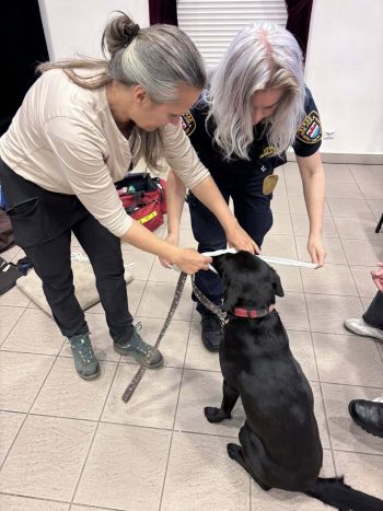 szkolenie z udziałem psa