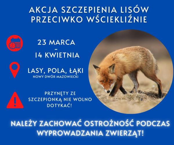 Lis na łące. Na niebieskim tle białą czcionką podane szczegóły dotyczące corocznej akcji szczepienia lisów 23.03-14.04.