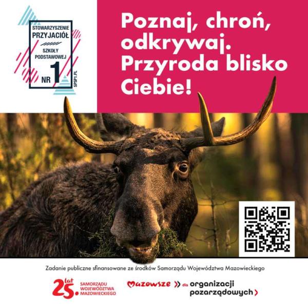 Łoś w puszczy.