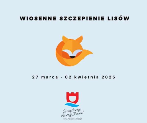 Lis zwinięty w kłębek.