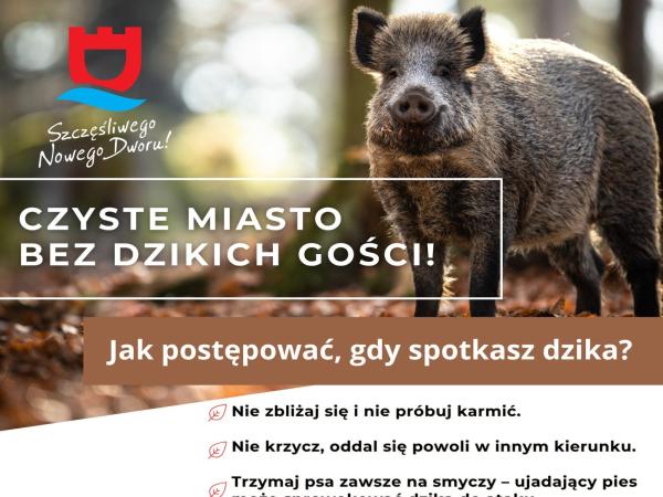 Dzikie zwierzęta w mieście - działamy dalej!
