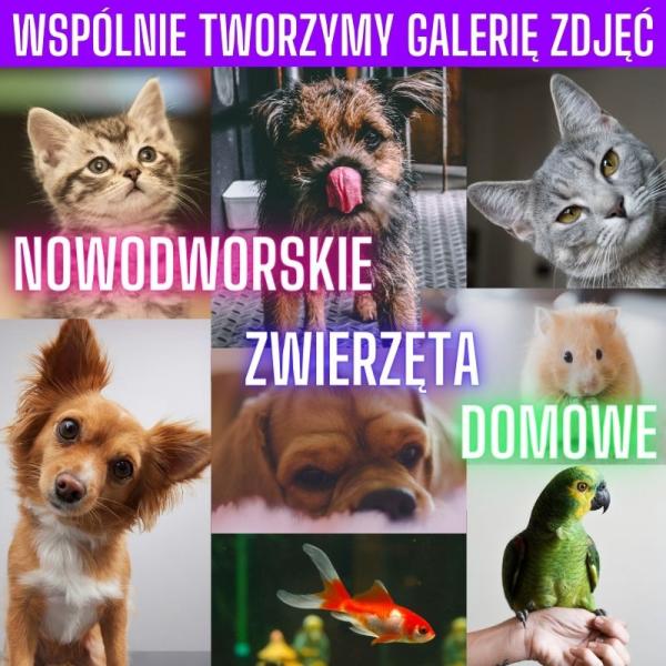 Zdjęcia psów, kotów, papugi, rybki i chomika.