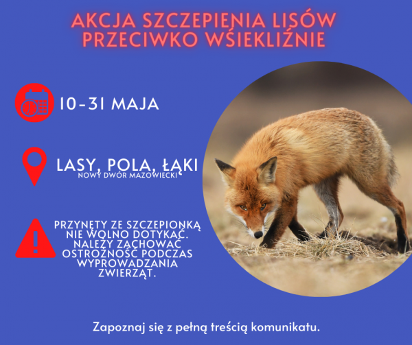 Szczepienia lisów przeciwko wściekliźnie - Infografika